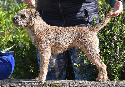 Étalon Border Terrier - gardenring Twilight