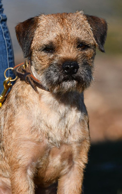 Étalon Border Terrier - Uukhoum des Legendes de Retz