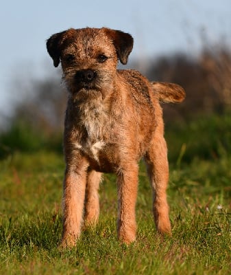 Étalon Border Terrier - Borderbobs V'la ti bob