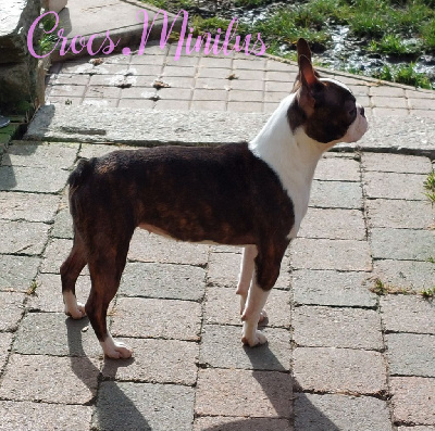 Étalon Boston Terrier - Veni vidi vici de Crocs Minilus