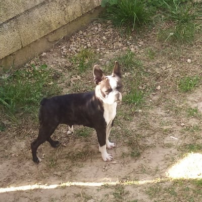 Étalon Boston Terrier - Scarlet overkill De L'esprit Du Chien