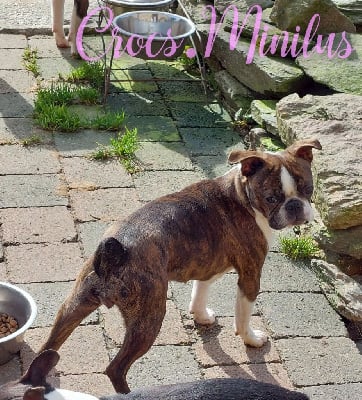 Étalon Boston Terrier - Victoriam de Crocs Minilus