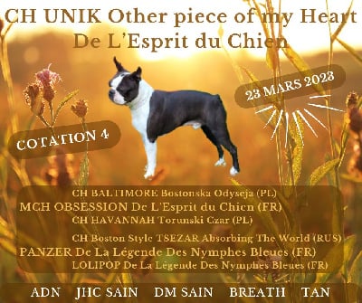 Étalon Boston Terrier - CH. Unik other piece of my heart De L'esprit Du Chien