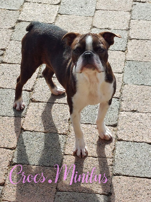 Étalon Boston Terrier - Viramus libero de Crocs Minilus