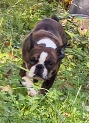 Étalon Boston Terrier - Sara-jolie Des Hauts Vallons Isérois