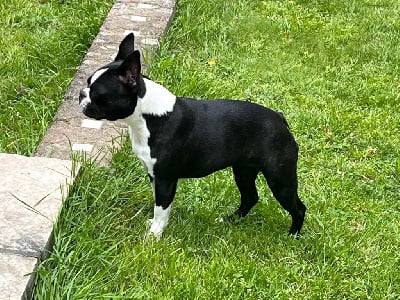 Étalon Boston Terrier - North man's Vita