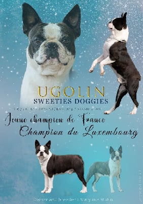 Étalon Boston Terrier - CH. Ugolin Sweeties Doggies