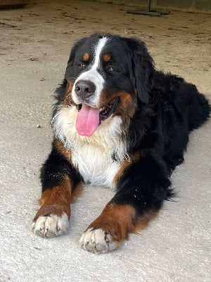 Étalon Bouvier Bernois - oreghegyi-macko Domino dit weston