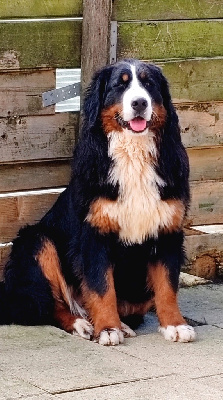 Étalon Bouvier Bernois - oreghegyi-macko Dotti