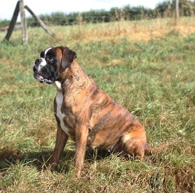 Étalon Boxer - Toinette Des Belles Truffes