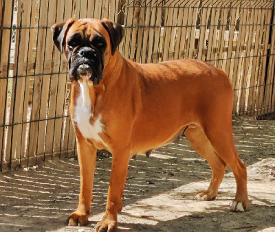 Étalon Boxer - Jir Pia I-ushka