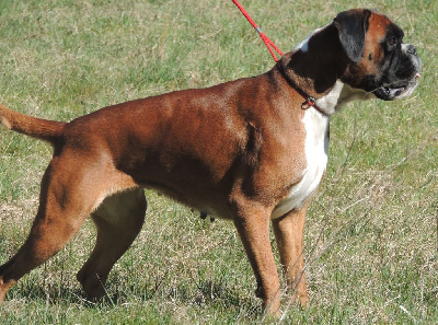 Étalon Boxer - Toscane De La Colline Aux Crocs D'or