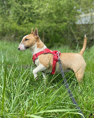 Étalon Bull Terrier Miniature - Valkyrie Du Domaine Des Démons Bretons