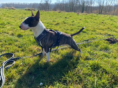 Étalon Bull Terrier Miniature - Cup Of Tea Vanille bourbon