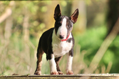 Étalon Bull Terrier Miniature - Apple Du Domaine Des Démons Bretons