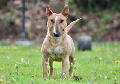 Étalon Bull Terrier Miniature - Vip Du Domaine Des Démons Bretons