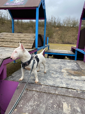 Étalon Bull Terrier Miniature - Terrier's Paradise Vanilla sky