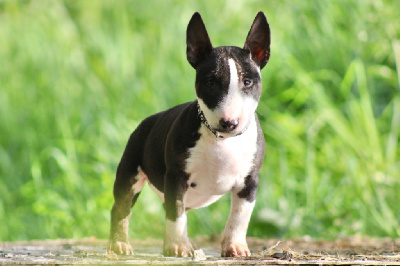 Étalon Bull Terrier Miniature - Atchoum Du Domaine Des Démons Bretons