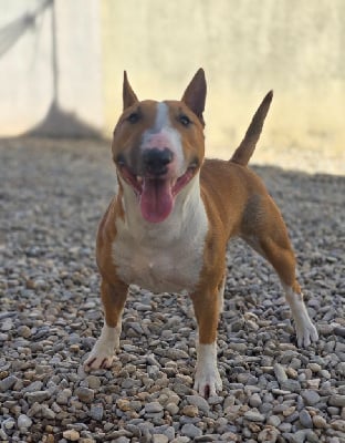 Étalon Bull Terrier Miniature - du Paradis Des Mini Bulls Tentation