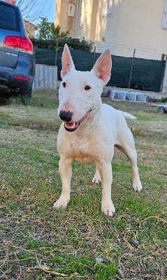Étalon Bull Terrier Miniature - Of Imperial Little Taika