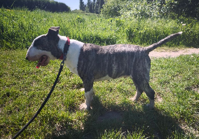 Étalon Bull Terrier - Head Full Very good looking