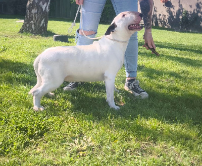 Étalon Bull Terrier - Trick or treat Strange weather