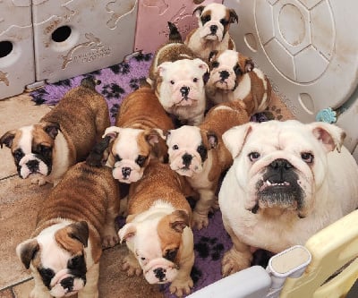Étalon Bulldog Anglais - R-white Des Bullys D'Audani Villa