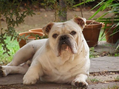 Bubulld'Or Royal gaston