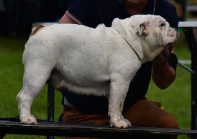 Étalon Bulldog Anglais - Rose Des wonderfuls bulls