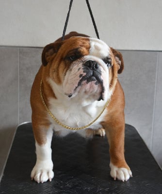 Étalon Bulldog Anglais - Edson Conqueror Tijuana