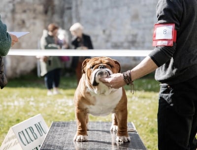 Étalon Bulldog Anglais - U are the king Des éclats De Cassiopée