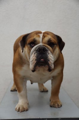 Étalon Bulldog Anglais - Utah (Sans Affixe)