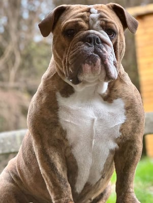 Étalon Bulldog Anglais - Tristana Des Bulls Bellille