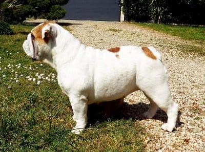 Étalon Bulldog Anglais - fat puppy's Xiaomi