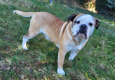Étalon Bulldog continental - Unessy Des Brumes Du Luberon