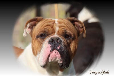 Étalon Bulldog continental - Ubert de la flamme sacrée d hestia