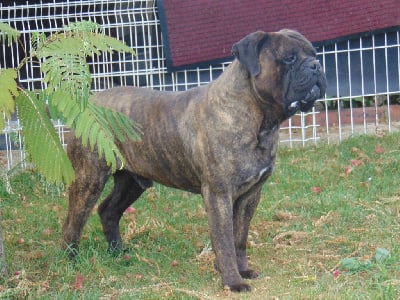 Étalon Bullmastiff - Never say never des Jardins D'Atlantis