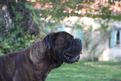 Étalon Bullmastiff - Uster du Temps des Paluns