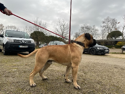 Étalon Bullmastiff - Usko Du Domaine D'Atmora
