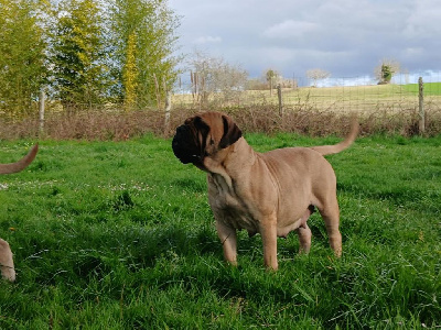 Étalon Bullmastiff - Tara De molossie