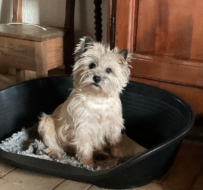 Étalon Cairn Terrier - Sofia Du hameau des landes