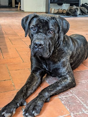 Étalon Cane Corso - Ruby ully Des Légions D'Holga