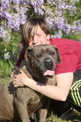 Étalon Cane Corso - Oméga Du Règne De Malaudrea