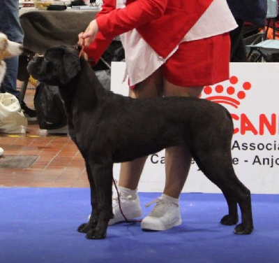 Étalon Cane Corso - Vengeance du Domaine Des Terres Noires