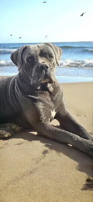 Étalon Cane Corso - Shadow des seigneurs de sparte