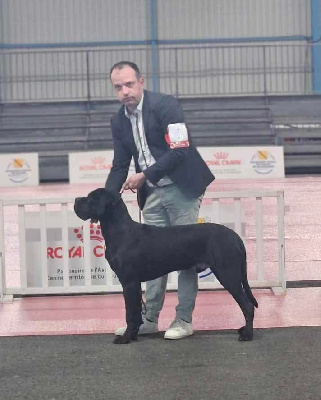 Étalon Cane Corso - Versailles Des Terres De La Meouge