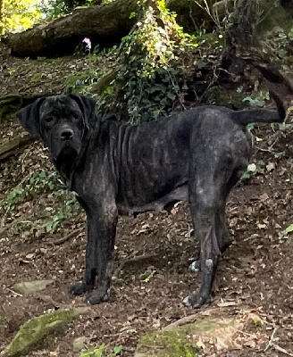Étalon Cane Corso - Simba de Roz Ar Gall