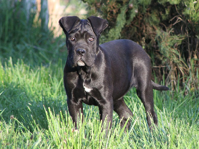 Étalon Cane Corso - Vauban de Genevayse