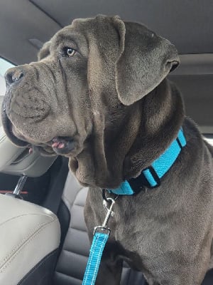 Étalon Cane Corso - Urban Des Gardiens De La Sirandale