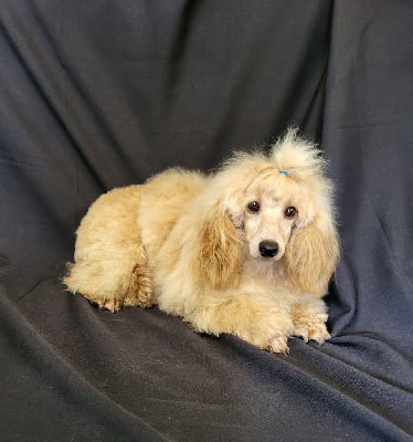 Étalon Caniche - U' vanille Du domaine di l'Angeli